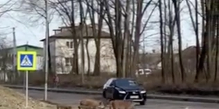 У Ківерцях кабани навчилися переходити дорогу через перехід (відео)