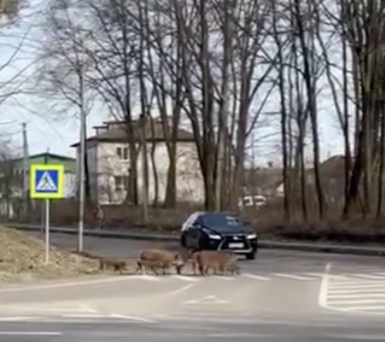 У Ківерцях кабани навчилися переходити дорогу через перехід (відео)