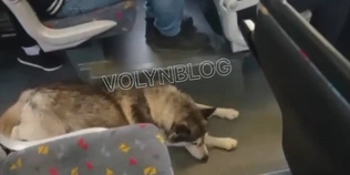 У Луцьку собака «катається» автобусом (відео)